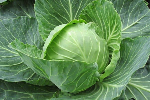 梦见圆白菜是什么预兆 梦见圆白菜是什么预兆