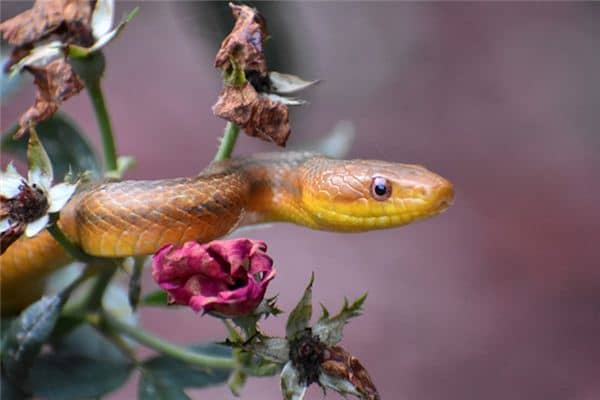 梦见孕妇杀蛇是什么意思 梦见孕妇杀蛇是什么意思