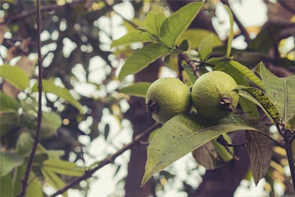 梦见番石榴是什么意思 梦见番石榴是什么意思