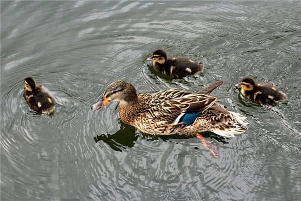 梦见杀鸭子是什么意思 梦见杀鸭子是什么意思