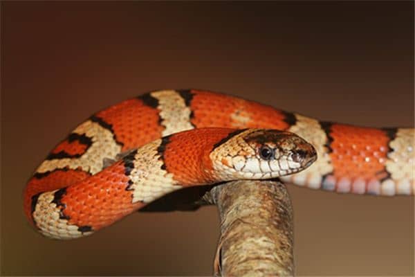 梦见被蛇咬是什么预兆 梦见被蛇咬是什么预兆