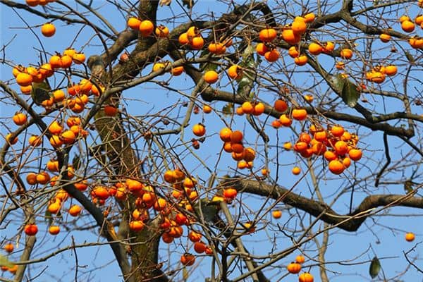 梦见柿子树是什么预兆 梦见柿子树是什么预兆