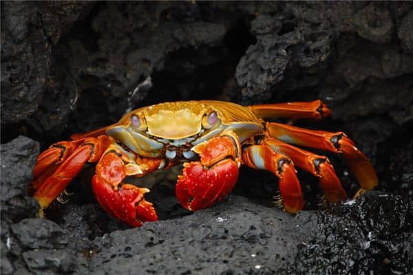 梦见吃螃蟹是什么预兆 梦见吃螃蟹是什么预兆