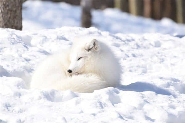 梦见白狐狸是什么预兆 梦见白狐狸是什么预兆