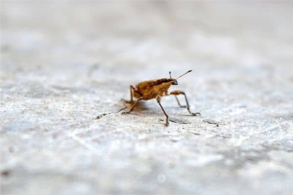 梦见吐虫子是什么意思 梦见吐虫子是什么意思