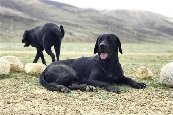 梦见黑狗咬人是什么意思 梦见黑狗咬人是什么意思