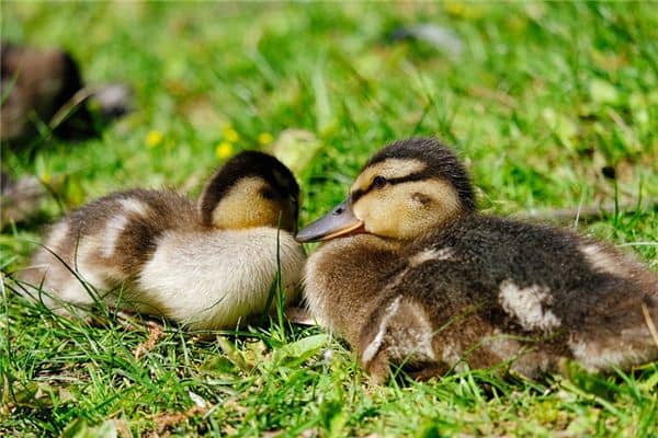 梦见死鸭子是什么意思 梦见死鸭子是什么意思