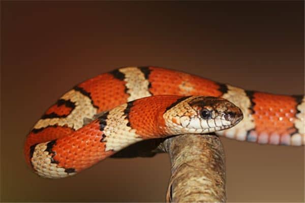 梦见蛇咬脚是什么意思 梦见蛇咬脚是什么意思