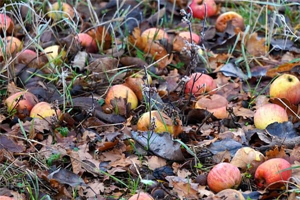 梦见烂苹果是什么意思 梦见烂苹果是什么意思