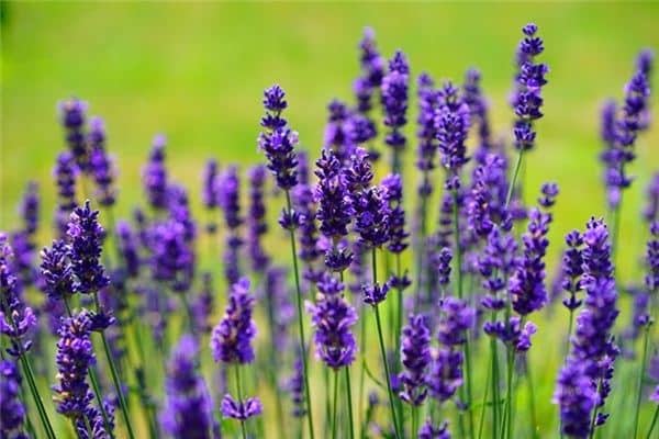 梦见薰衣草是什么预兆 梦见薰衣草是什么预兆