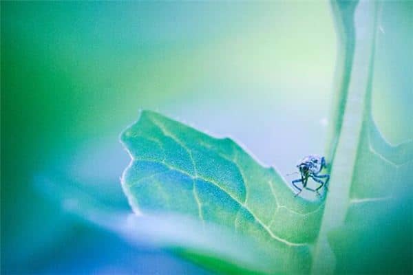 梦见长虱子是什么意思 梦见长虱子是什么意思