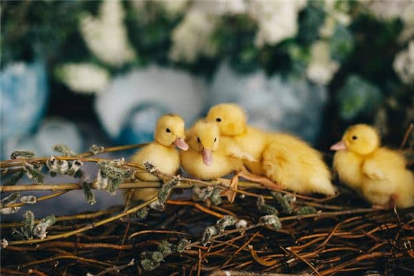 梦见买鸭子是什么意思 梦见买鸭子是什么意思