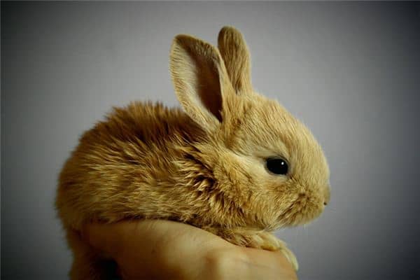 梦见小兔子是什么意思 梦见小兔子是什么意思