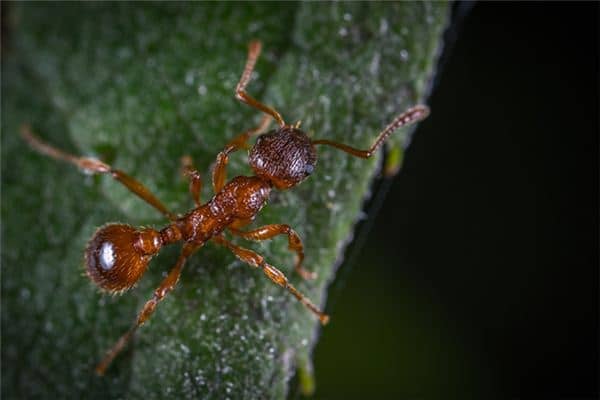 梦见红蚂蚁是什么意思 梦见红蚂蚁是什么意思