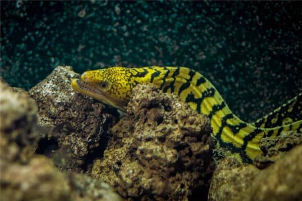 梦见抓鳝鱼是什么意思 梦见抓鳝鱼是什么意思