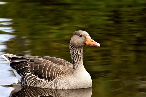 梦见鹅下蛋是什么意思 梦见鹅下蛋是什么意思