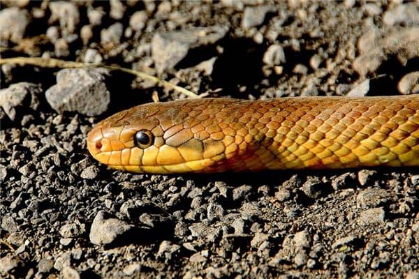 梦到黄色的蛇 梦到黄色的蛇