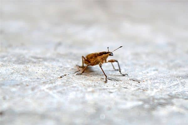 梦见长虫子是什么意思 梦见长虫子是什么意思