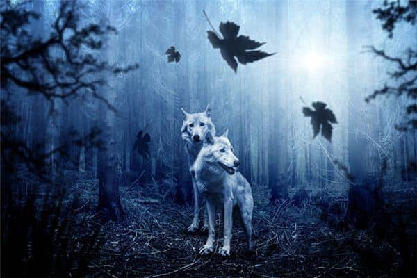 梦见孕妇狼是什么意思 梦见孕妇狼是什么意思