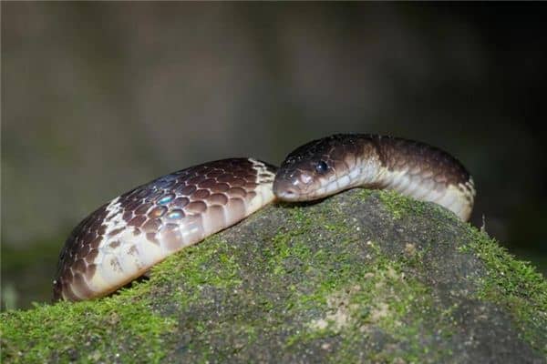 梦见蛇进屋是什么意思 梦见蛇进屋是什么意思