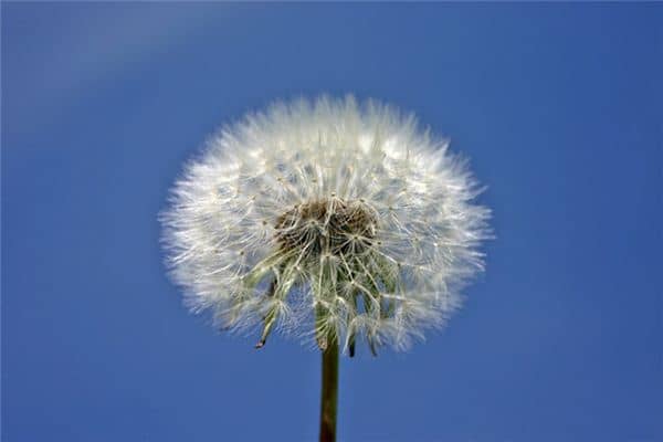 梦见蒲公英是什么预兆 梦见蒲公英是什么预兆