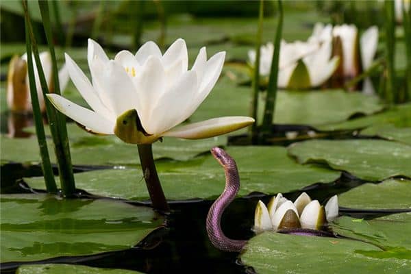 梦见蛇吃鱼是什么预兆 梦见蛇吃鱼是什么预兆