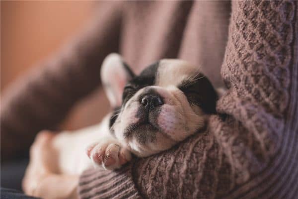 梦见打死狗是什么意思 梦见打死狗是什么意思