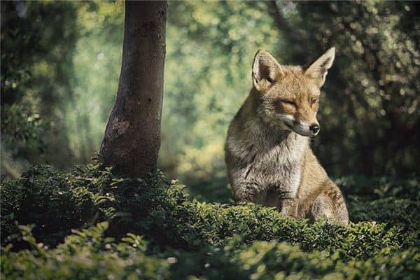 梦见小狐狸是什么意思 梦见小狐狸是什么意思