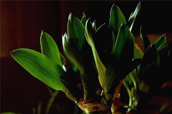 梦见富贵竹是什么预兆 梦见富贵竹是什么预兆