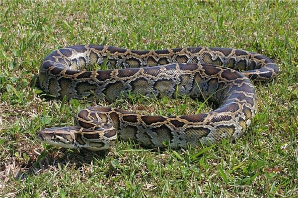 梦见被大蛇追 梦见被大蛇追