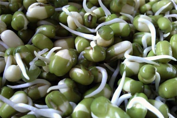 梦见绿豆芽是什么意思 梦见绿豆芽是什么意思