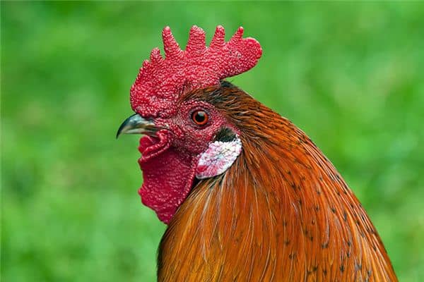 梦见鸡咬人是什么预兆 梦见鸡咬人是什么预兆