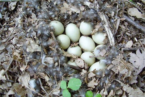 梦见鸭子下蛋是什么意思 梦见鸭子下蛋是什么意思