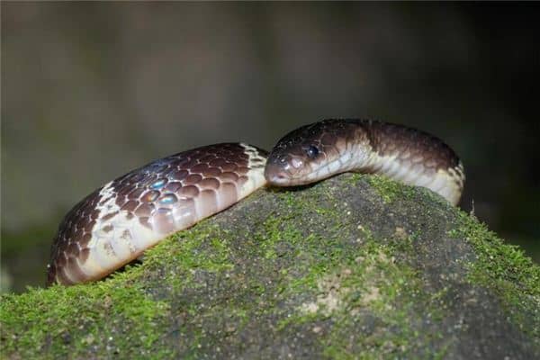 梦见菜花蛇是什么预兆 梦见菜花蛇是什么预兆