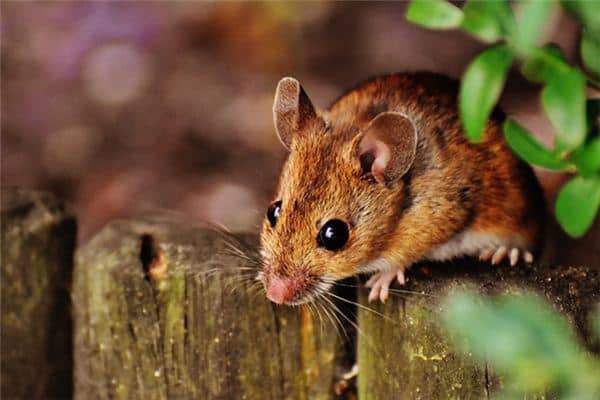 梦见死耗子是什么意思 梦见死耗子是什么意思