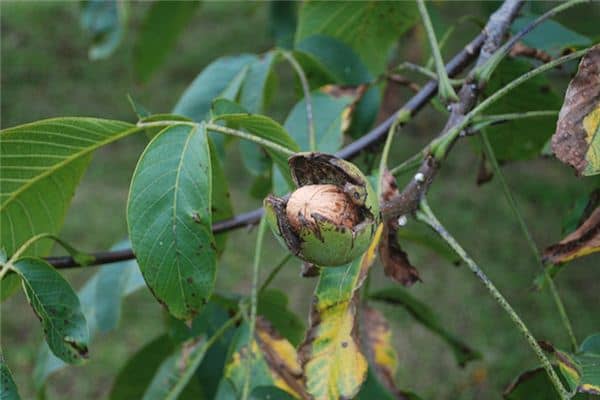 梦见摘核桃是什么意思 梦见摘核桃是什么意思