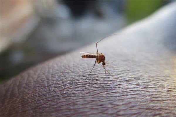 梦见打蚊子是什么预兆 梦见打蚊子是什么预兆