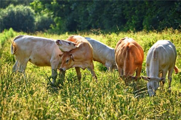 梦见牛吃草 梦见牛吃草