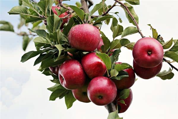 梦见红苹果是什么意思 梦见红苹果是什么意思