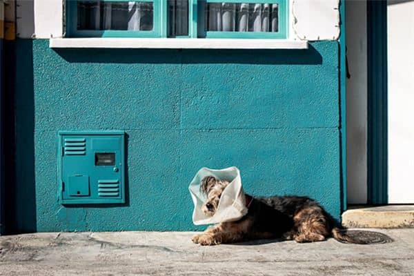 梦见狗流血是什么意思 梦见狗流血是什么意思