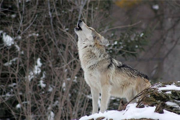 梦见狼咬我是什么意思 梦见狼咬我是什么意思