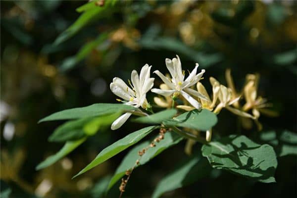 梦见金银花是什么预兆 梦见金银花是什么预兆