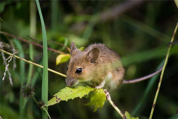 梦见孕妇老鼠是什么意思 梦见孕妇老鼠是什么意思