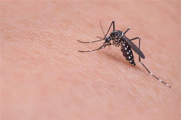 梦见蚊子咬是什么意思 梦见蚊子咬是什么意思