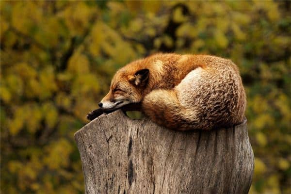 梦见死动物是什么意思 梦见死动物是什么意思