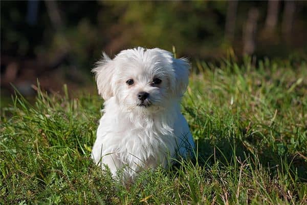 梦见小狗咬我是什么意思 梦见小狗咬我是什么意思