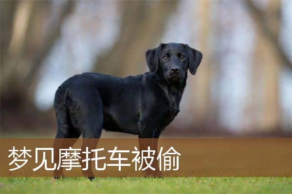 梦见摩托车被偷