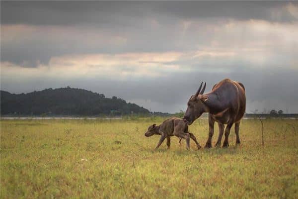 梦见牛生小牛是什么意思 梦见牛生小牛是什么意思