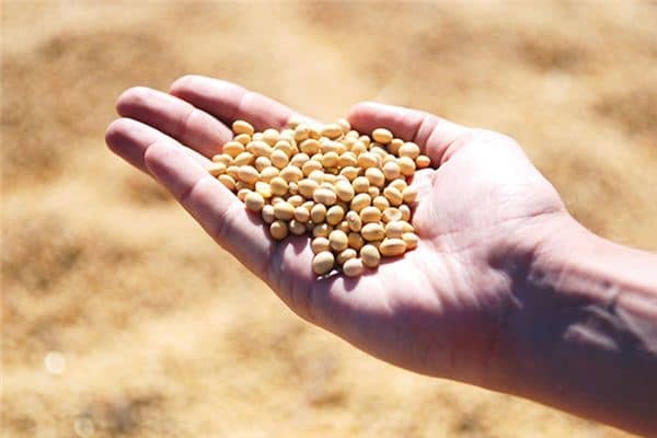 梦见捡黄豆粒是什么意思 梦见捡黄豆粒是什么意思