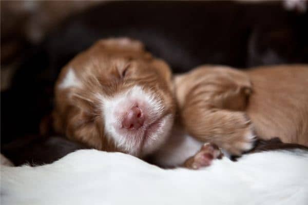 梦见动物生崽是什么意思 梦见动物生崽是什么意思